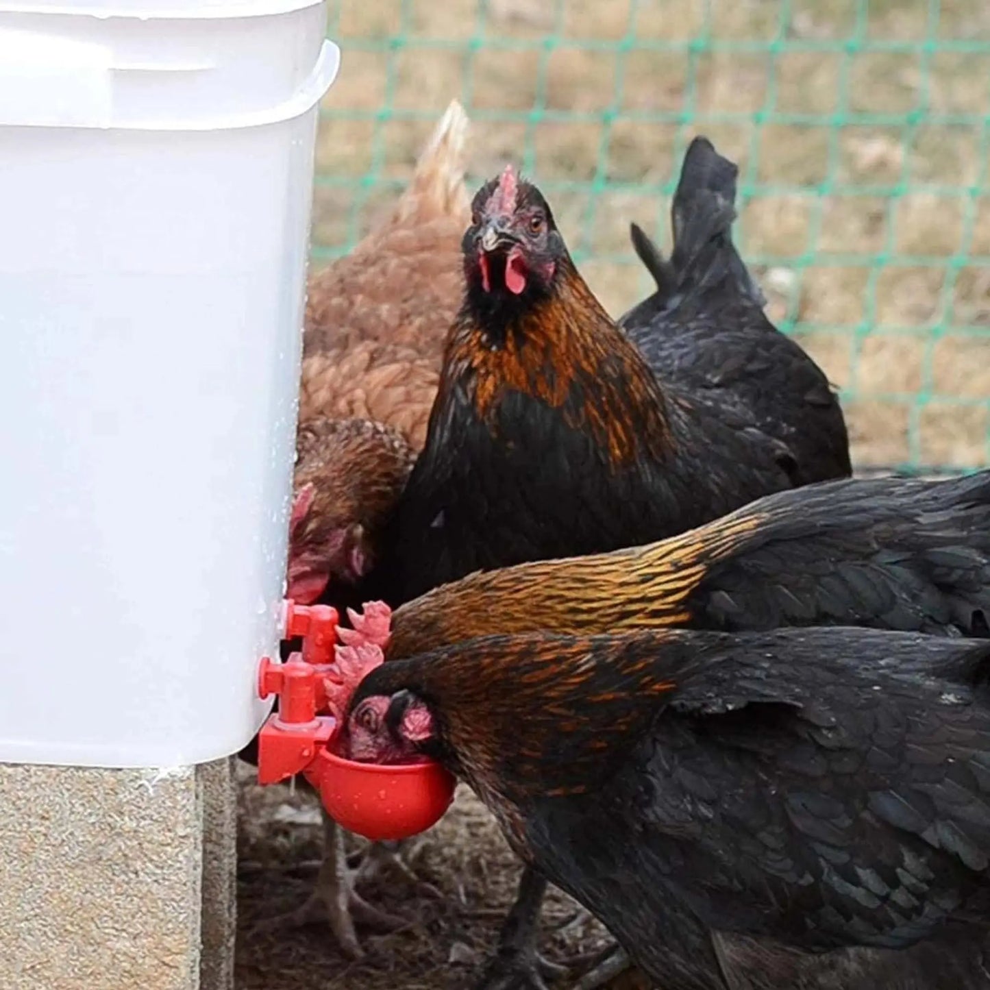 5 Pcs Automatic Chicken Feeder Cups | Auto-Refill Poultry Water Drinker | Automatic Water Bowl Cups for Chickens & Birds cjfarms.in