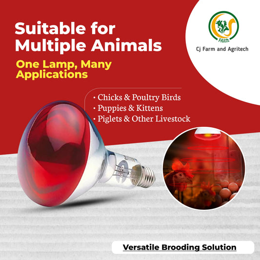 150W Infrared Heat Lamp for Chicks, Puppies, Piglets & Birds | Safe Brooding & Warming Lamp for Livestock and Pets cjfarms.in