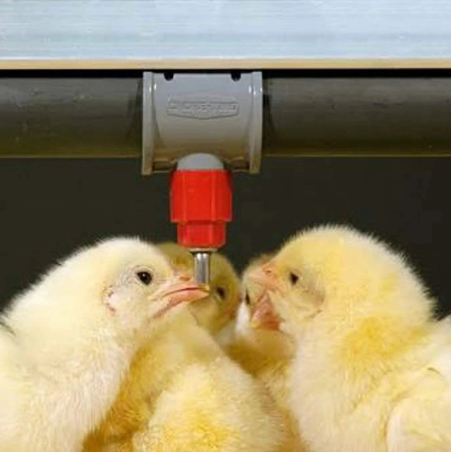 Automatic 360° Poultry Water Nipple Drinker with Leakproof Saddles | All-Direction Chicken Waterer for Clean & Continuous Hydration cjfarms.in