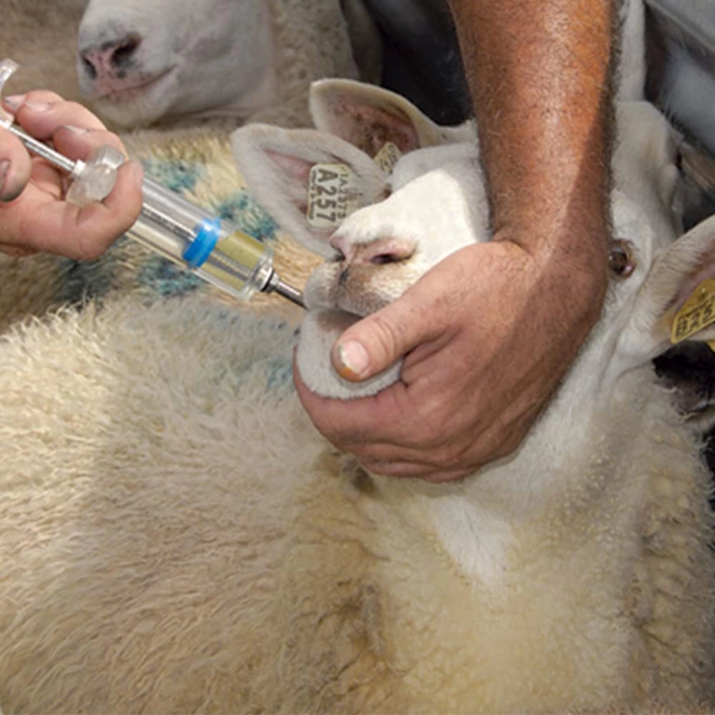 Oral Drencher for Goats & Sheep | Veterinary Medicine Feeder | Easy Liquid Feeding Tool for Livestock