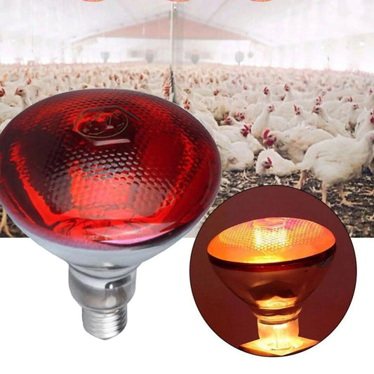 150W Infrared Heat Lamp for Chicks, Puppies, Piglets & Birds | Safe Brooding & Warming Lamp for Livestock and Pets cjfarms.in