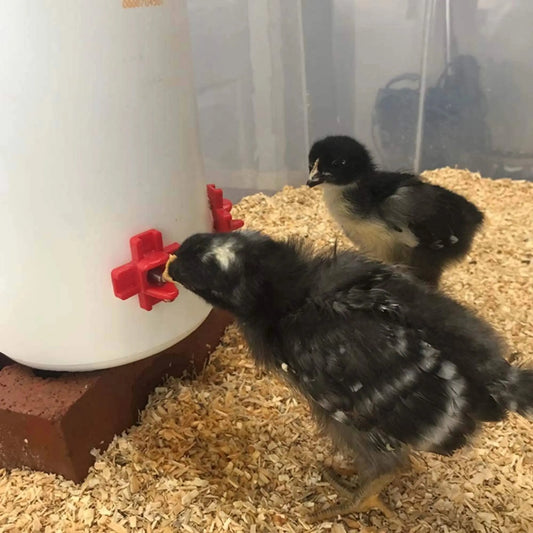 Horizontal Side-Mount Automatic Poultry Nipple Drinker | Chicken & Quail Waterer | Leak-Proof Side Mount Watering System cjfarms.in