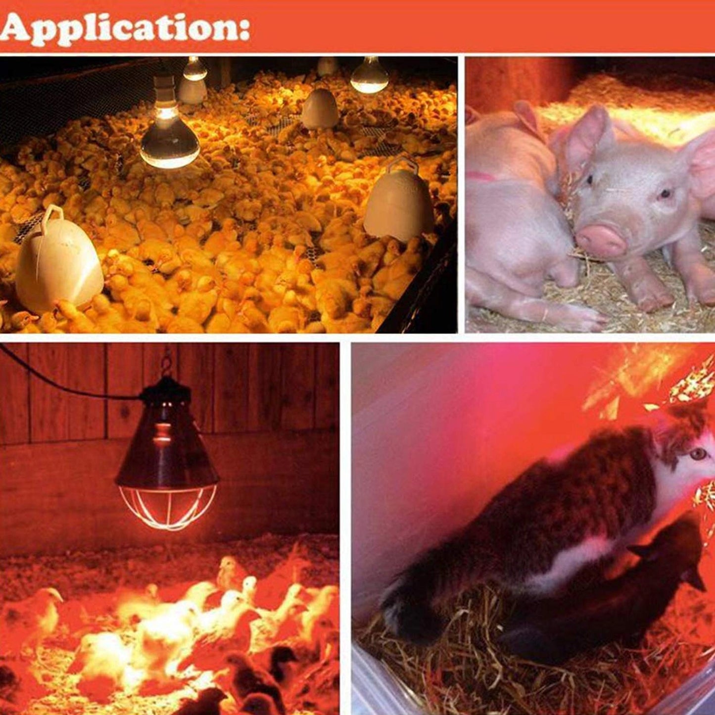 150W Infrared Heat Lamp for Chicks, Puppies, Piglets & Birds | Safe Brooding & Warming Lamp for Livestock and Pets