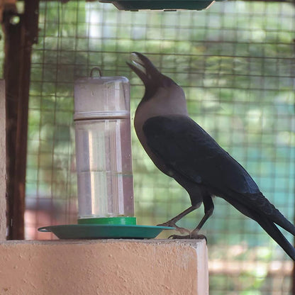 Automatic Bird Drinker for Tree & Balcony Hanging | Easy-Refill Water Feeder for Small Birds, Sparrows & Pigeons
