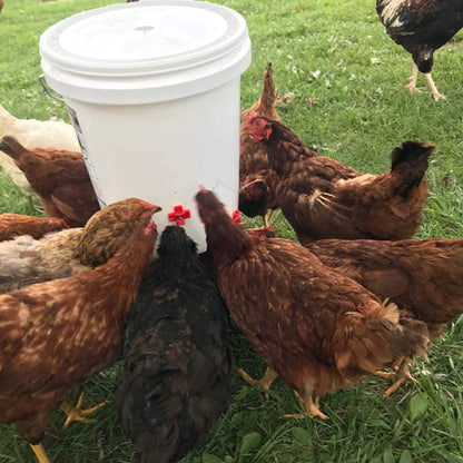 Horizontal Side-Mount Automatic Poultry Nipple Drinker | Chicken & Quail Waterer | Leak-Proof Side Mount Watering System