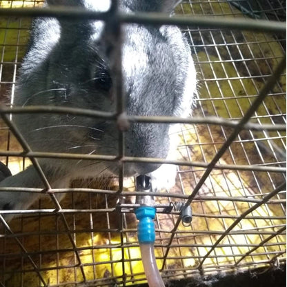 Automatic Rabbit Nipple Drinker | Double Spring Stainless Steel Water Nipple Feeder | Pet & Farm Rabbit Watering System