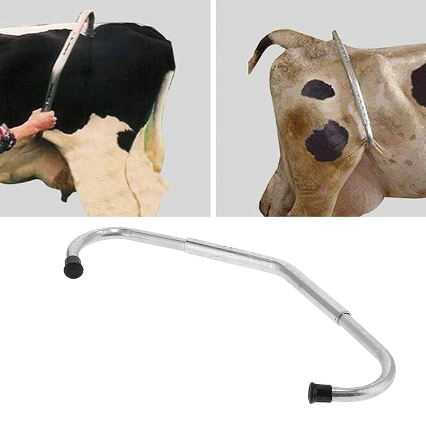 Adjustable Cow Anti-Kick Bar | Heavy-Duty Steel Livestock Restraint Tool for Milking, Hoof Trimming & Veterinary Care | Rust-Resistant with Quick-Lock Clamps