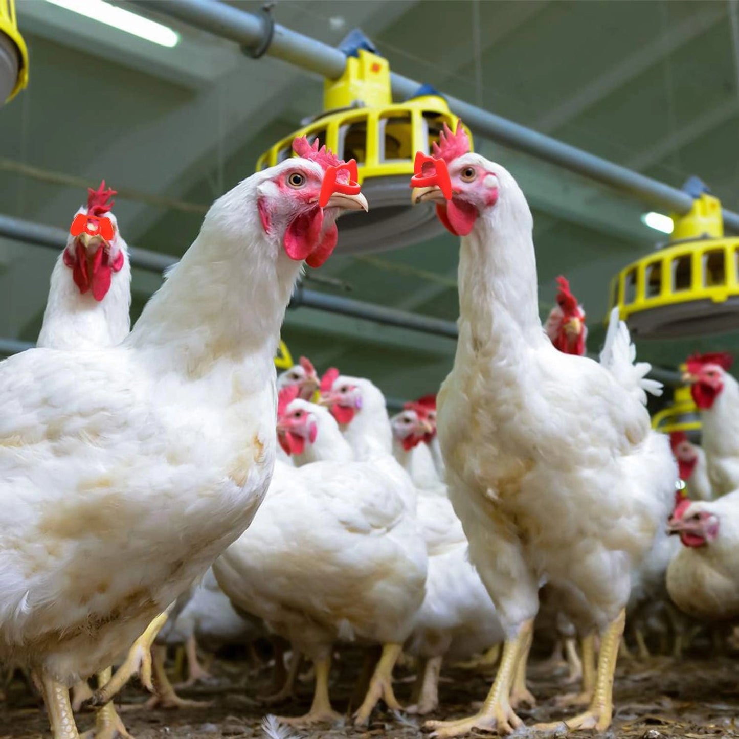 Chicken Glasses Pinless Peepers | Anti-Pecking & Anti-Fighting Poultry Eye Protectors | Reduce Aggression in Chickens & Birds