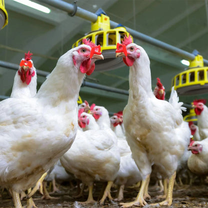 Chicken Glasses Pinless Peepers | Anti-Pecking & Anti-Fighting Poultry Eye Protectors | Reduce Aggression in Chickens & Birds