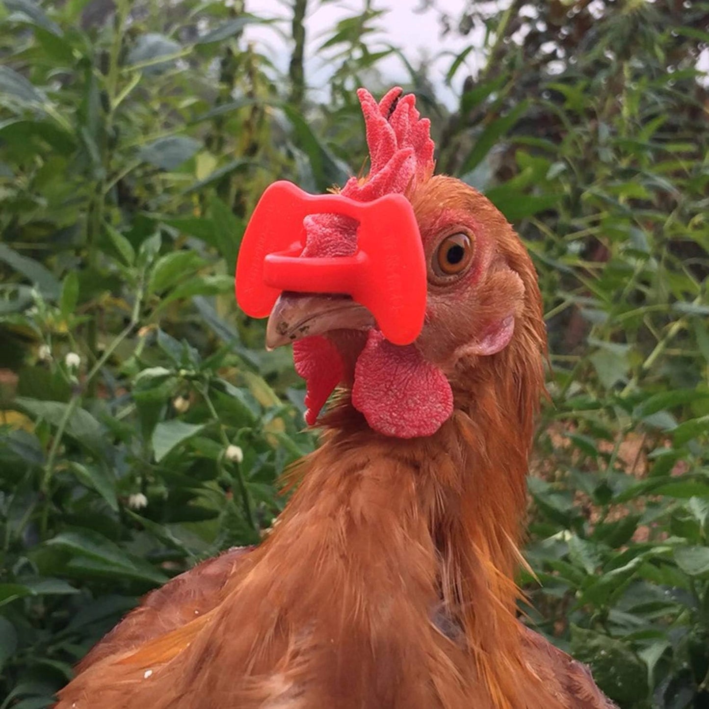 Chicken Glasses Pinless Peepers | Anti-Pecking & Anti-Fighting Poultry Eye Protectors | Reduce Aggression in Chickens & Birds