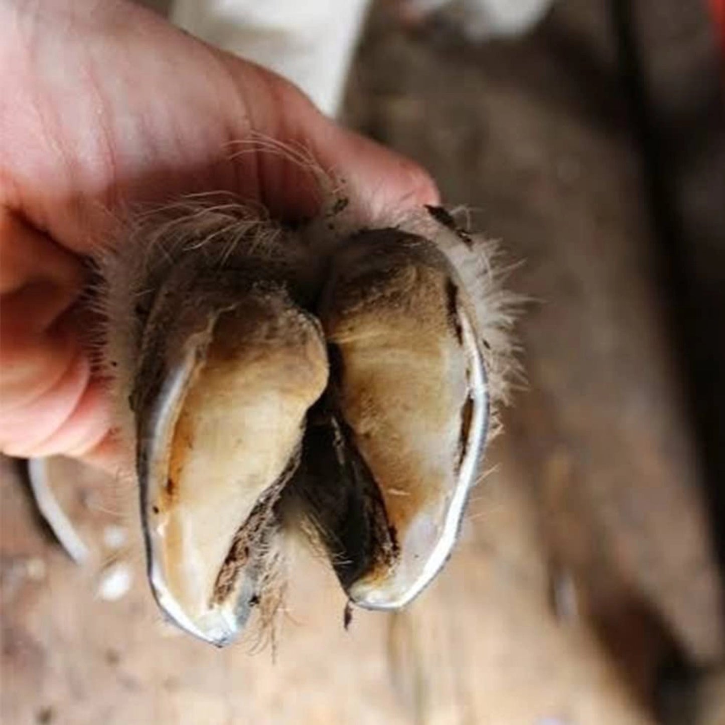 Heavy-Duty Hoof Cutting Tool for Goats & Sheep | Stainless Steel Trimming Shears with Ergonomic Handle | Livestock Hoof Trimmer