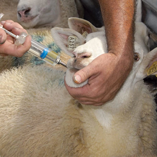 Oral Drencher for Goats & Sheep | Veterinary Medicine Feeder | Easy Liquid Feeding Tool for Livestock