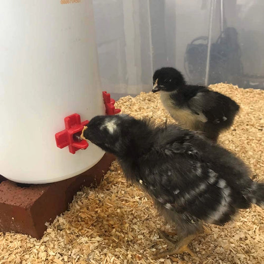 Horizontal Side-Mount Automatic Poultry Nipple Drinker | Chicken & Quail Waterer | Leak-Proof Side Mount Watering System